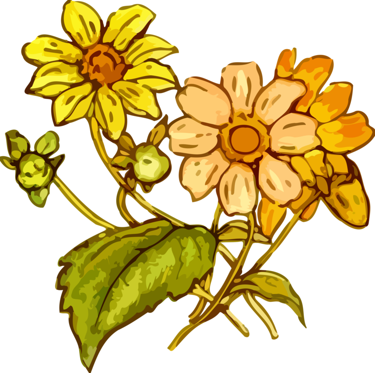 Sunflower Seed,Plant,Flora