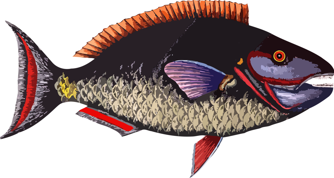 Download Perch Bony Fish Seafood Png Clipart Royalty Free Svg Png