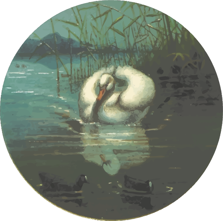 Duck,Water Bird,Swan