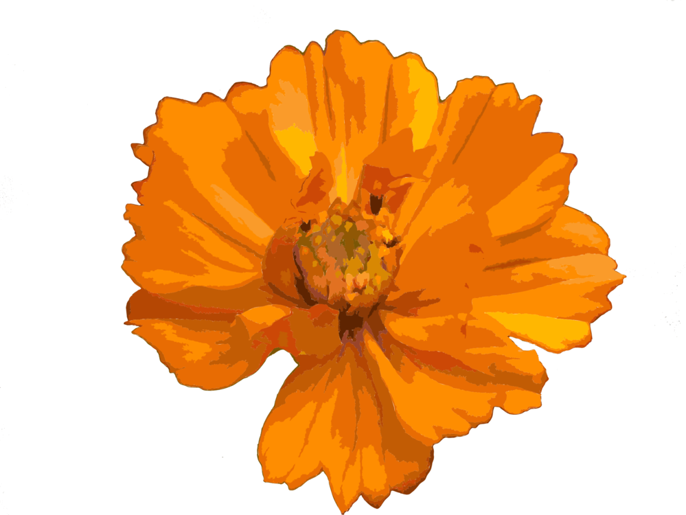 Orange,Calendula,Flower