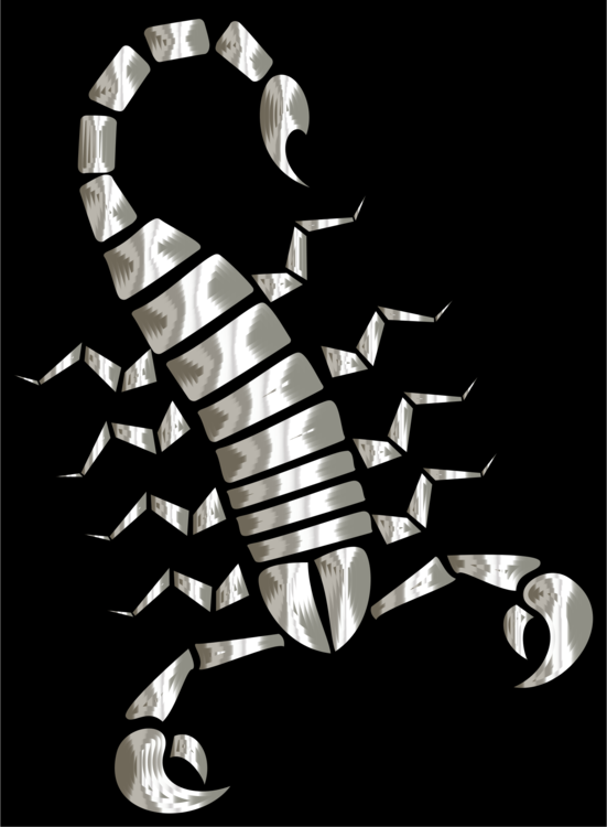 Skeleton,Scorpion,Invertebrate