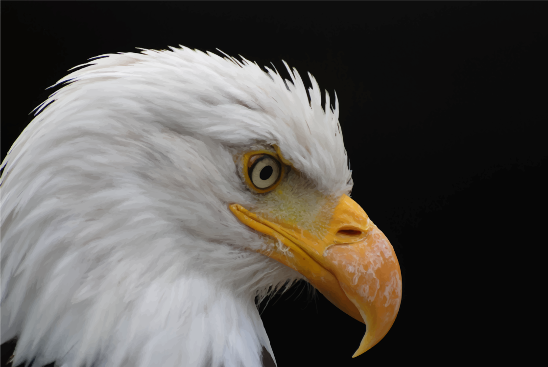 Eagle,Wildlife,Close Up