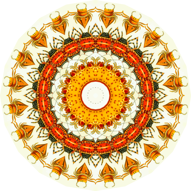 Circle,Symmetry,Color Wheel