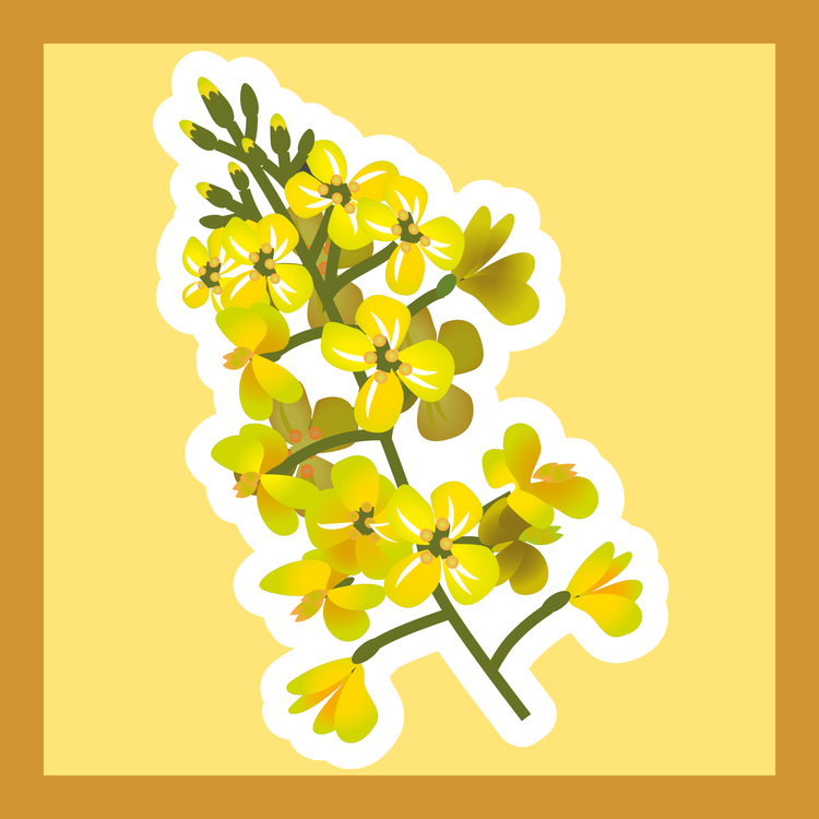 Mustard Plant,Plant,Flora