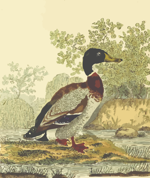 Seaduck,Wildlife,Water Bird