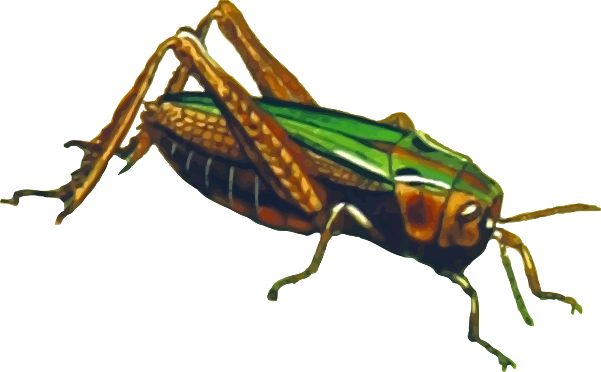 Cricket,Weevil,Grasshopper