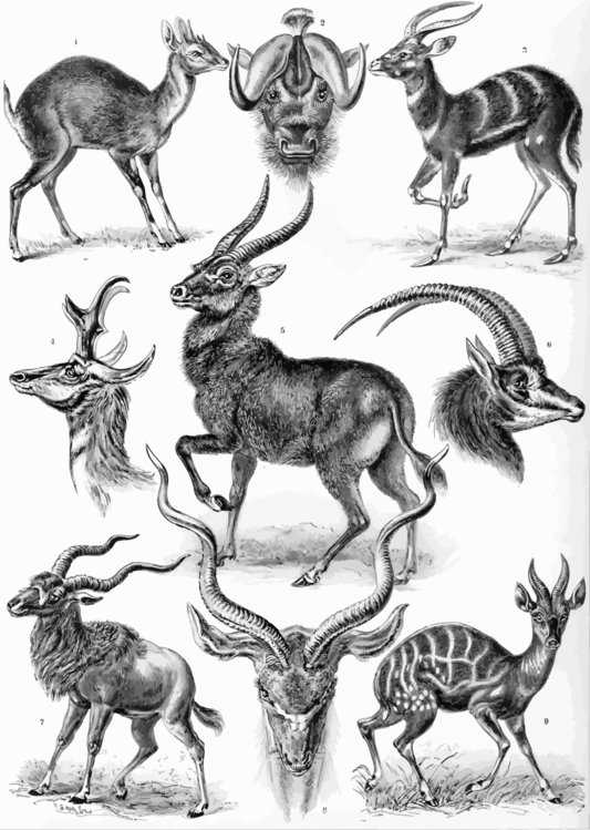Antelope,Musk Deer,Gazelle