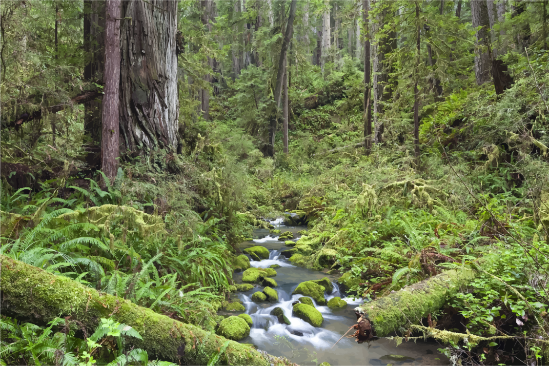 Creek,Wilderness,Spruce Fir Forest
