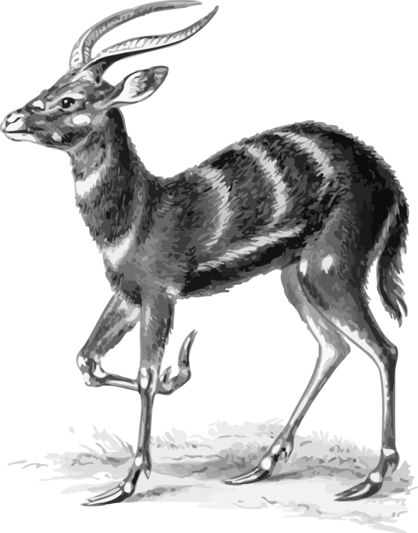 Antelope,Springbok,Musk Deer