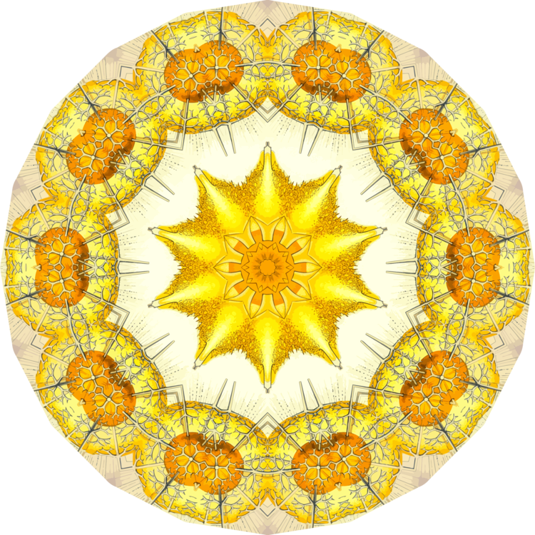 Circle,Flower,Sunflower