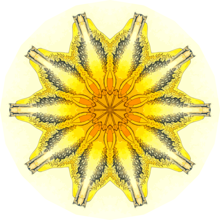 Sunflower,Flower,Symmetry