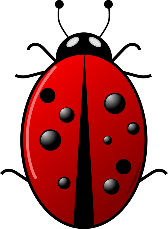 Ladybird,Invertebrate,Insect