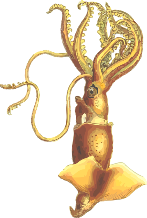 Octopus,Organism,Metal