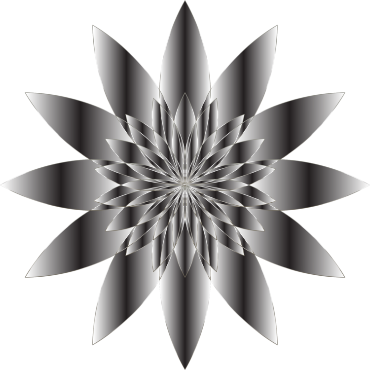 Petal,Flower,Symmetry