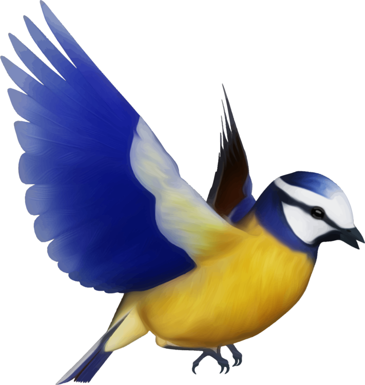 Perching Bird,Blue Jay,Jay