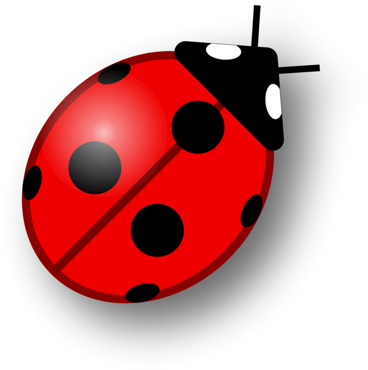 Ladybird,Invertebrate,Insect