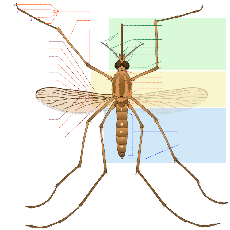 Fly,Invertebrate,Arthropod