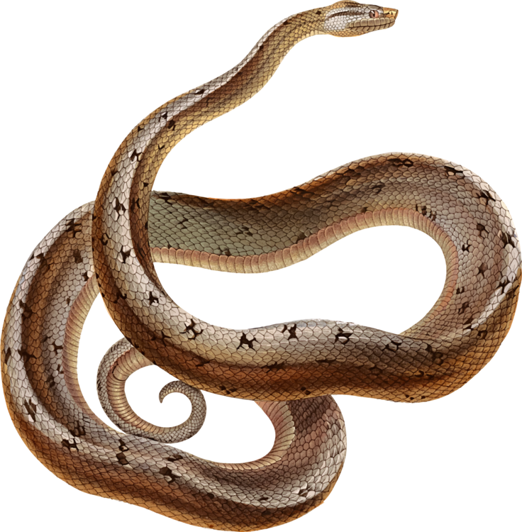 Elapidae,Reptile,Garter Snake