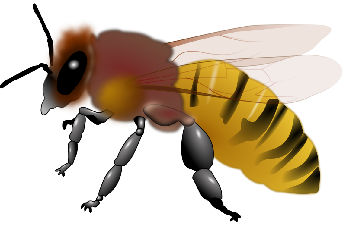 Fly,Honey Bee,Wing