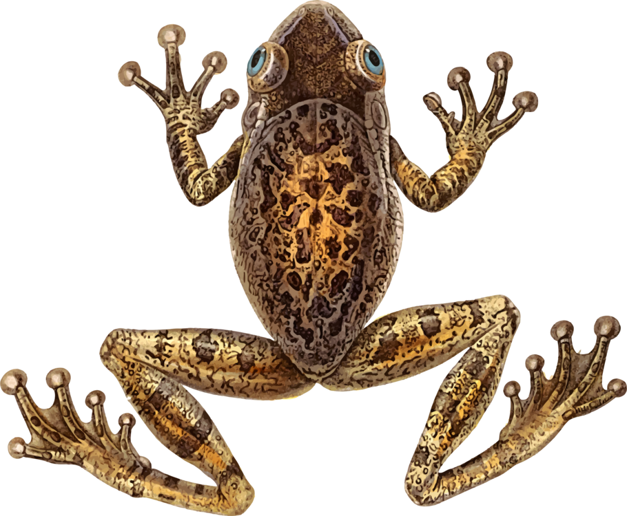 Toad,Frog,Terrestrial Animal