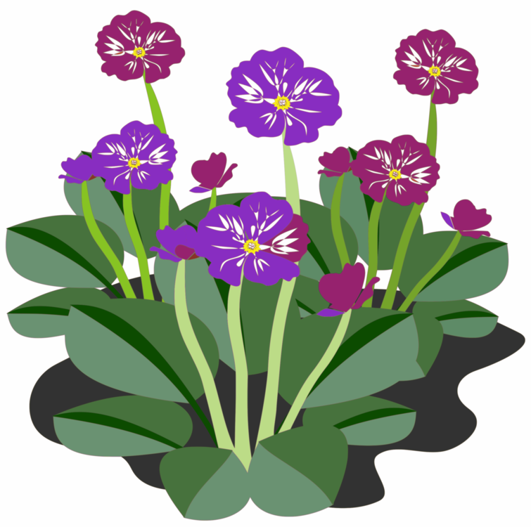 Plant,Flower,Viola