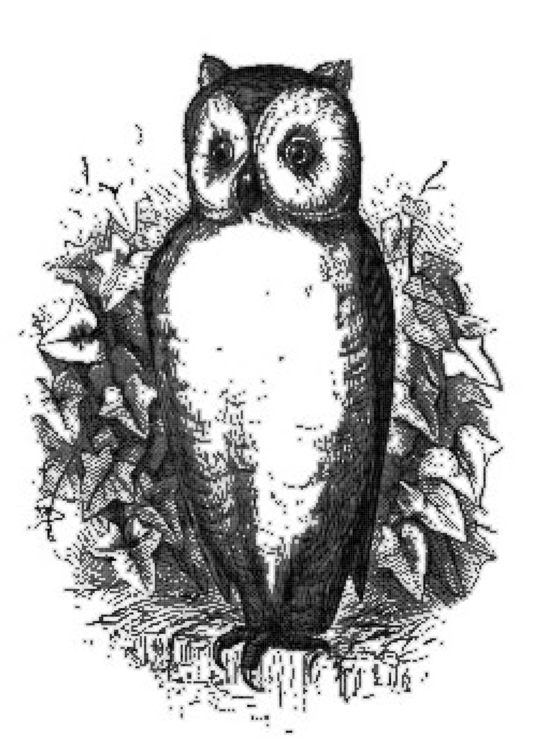 Owl,Monochrome Photography,Tree