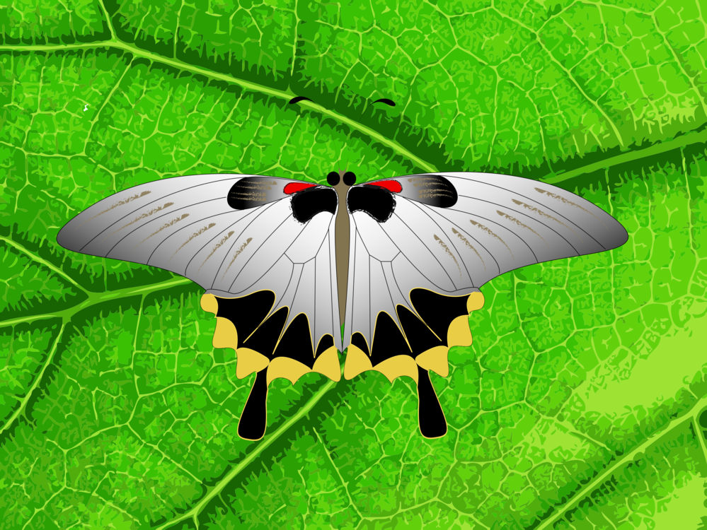 Butterfly,Bombycidae,Leaf