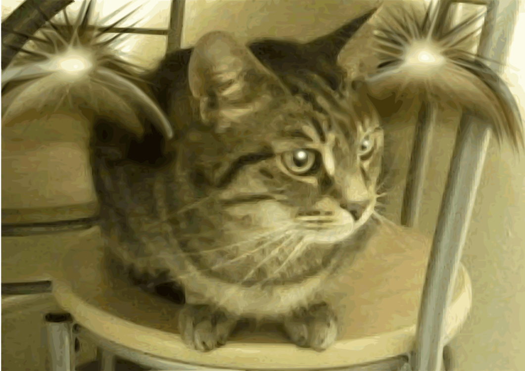 Domestic Short Haired Cat,California Spangled,Carnivoran