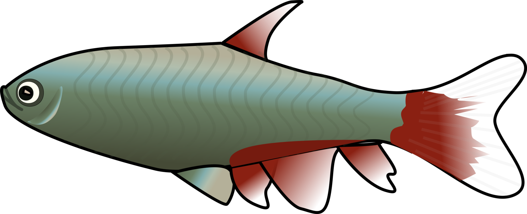Marine Biology,Shark,Cartilaginous Fish