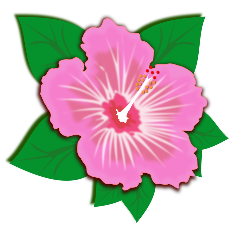 Pink,Hibiscus,Plant