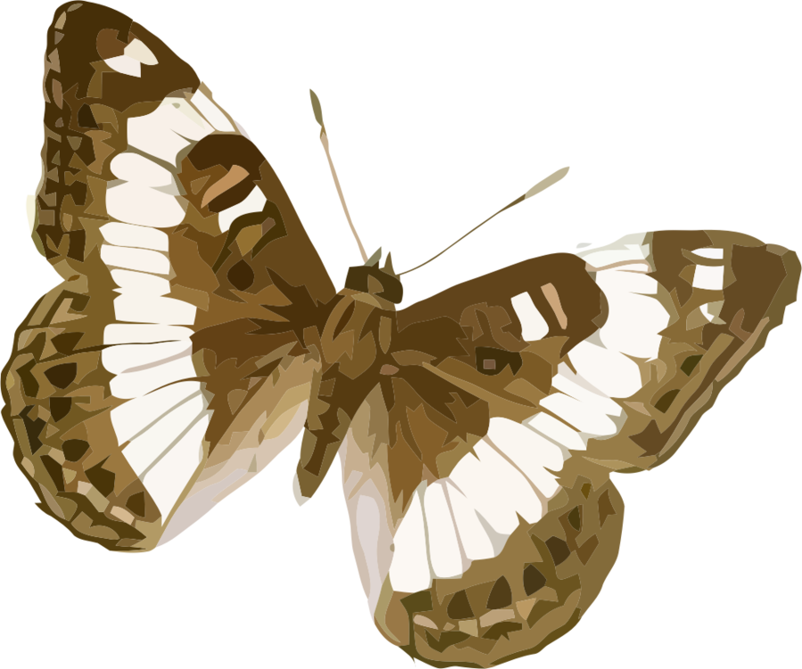 Butterfly,Moth,Pollinator