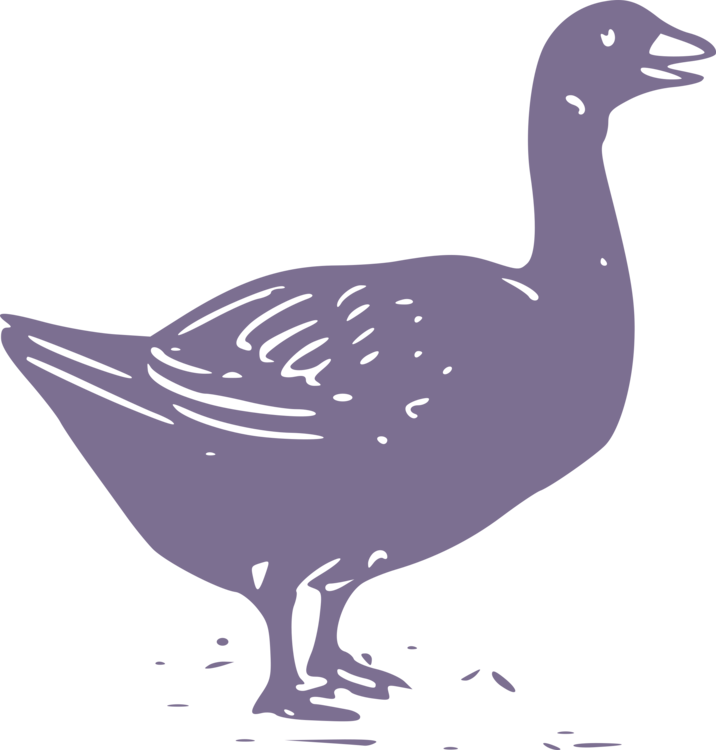 Poultry,Galliformes,Wildlife