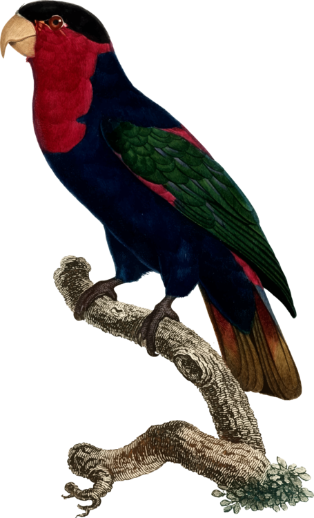 Macaw,Parrot,Lorikeet