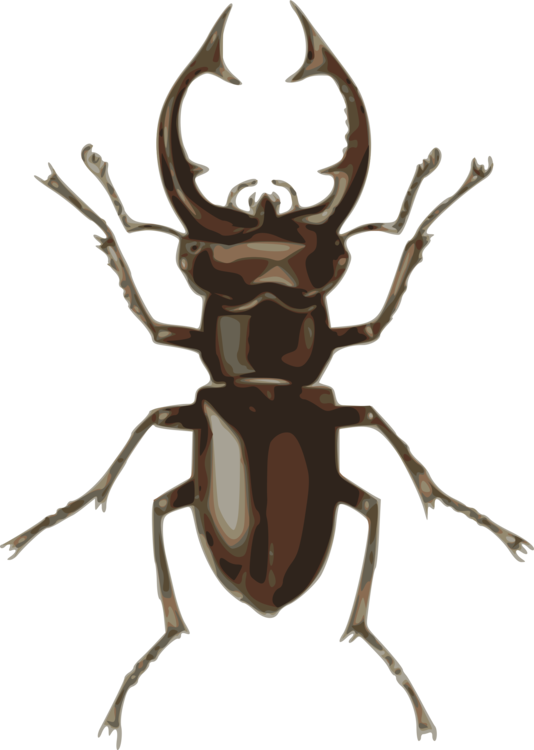 Rhinoceros Beetle,Deer,Invertebrate