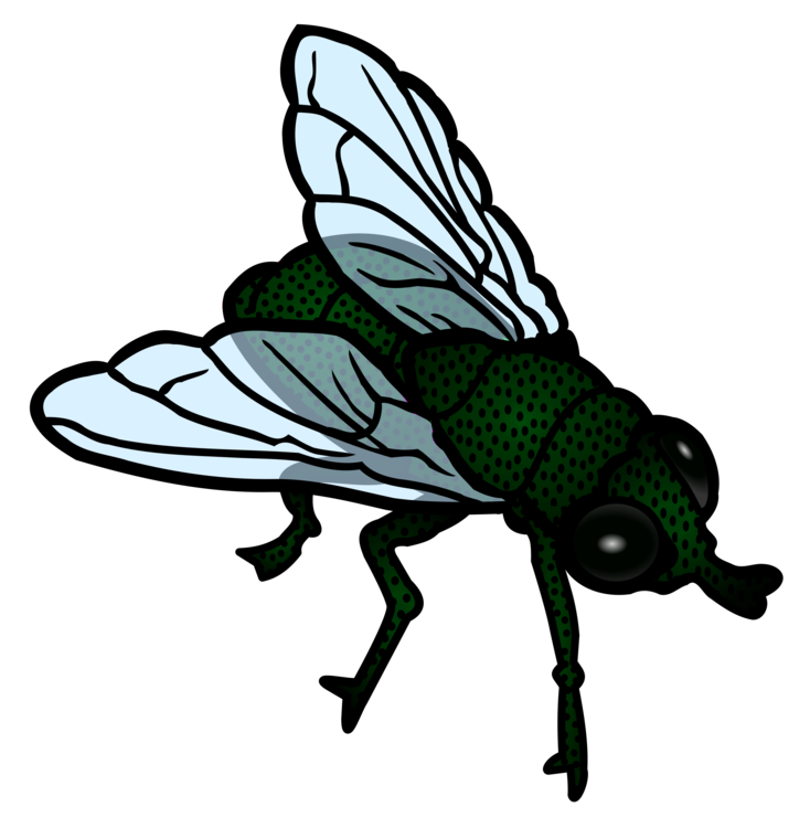 Fly,Pollinator,Invertebrate