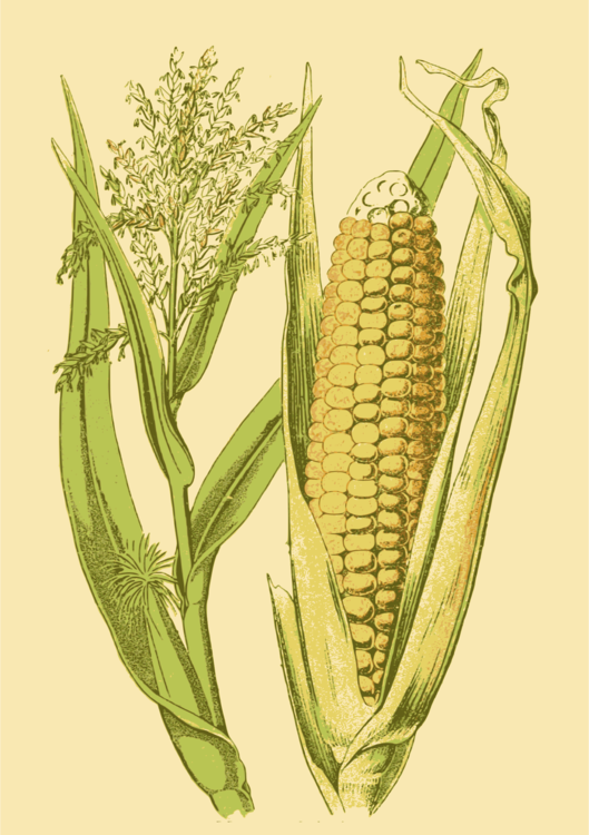 Maize,Grass Family,Vegetarian Food