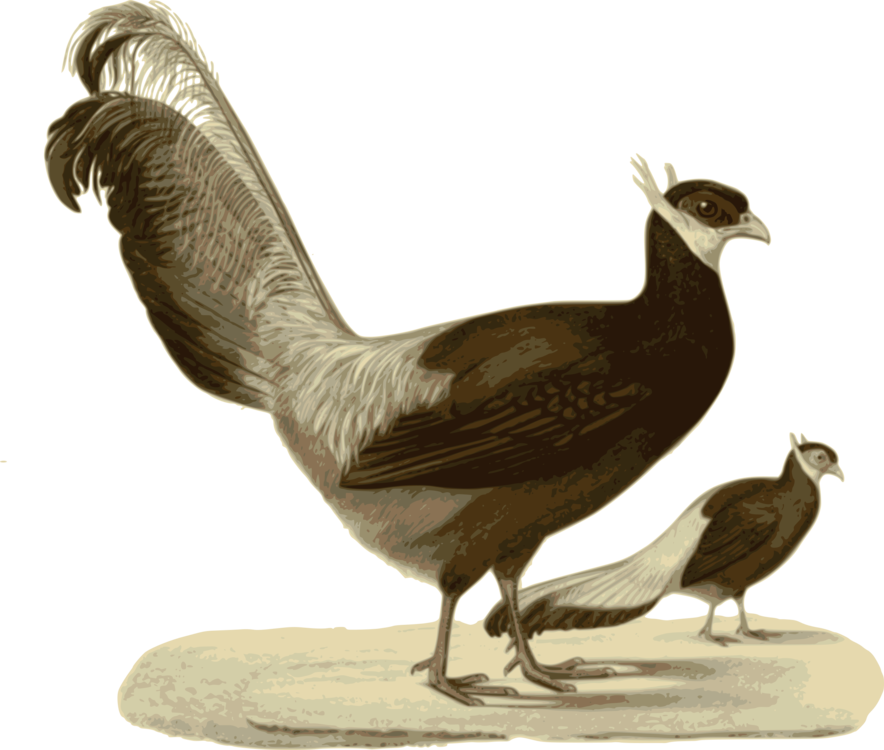 Poultry,Fowl,Phasianidae