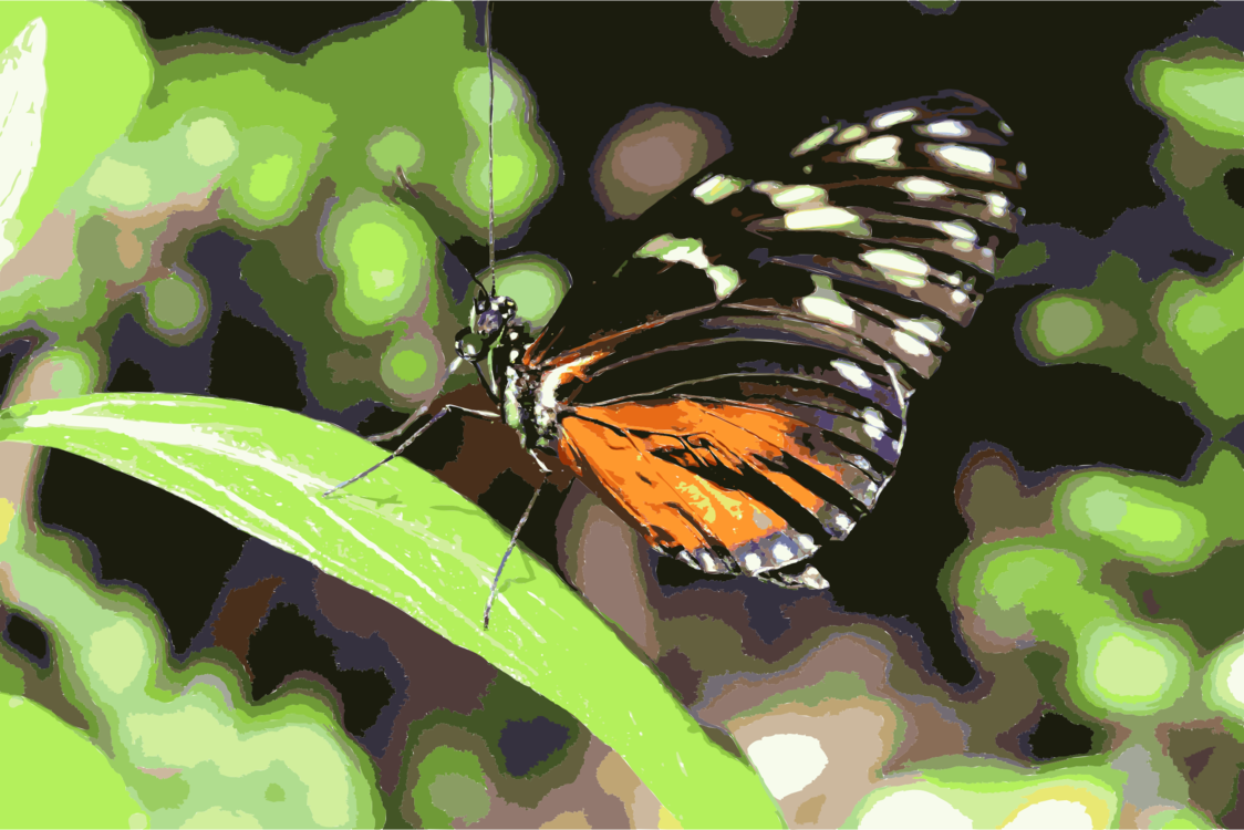 Butterfly,Macro Photography,Pollinator