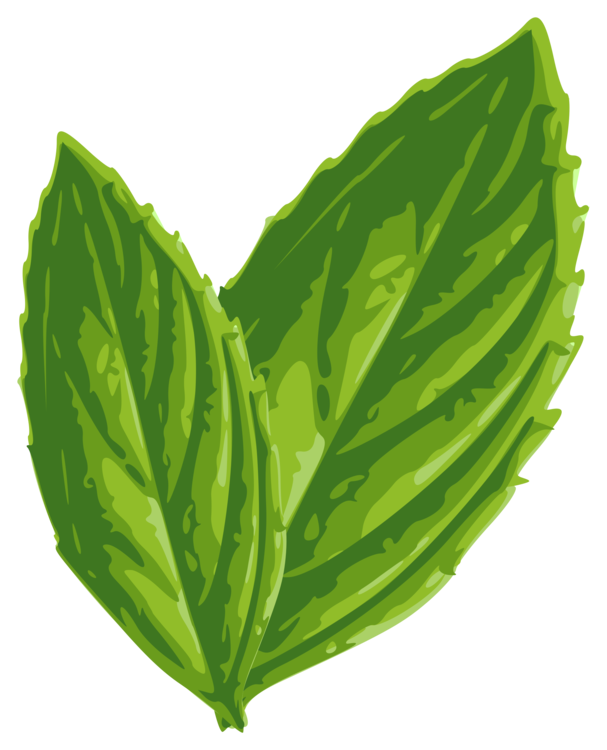 Plant,Leaf,Herb