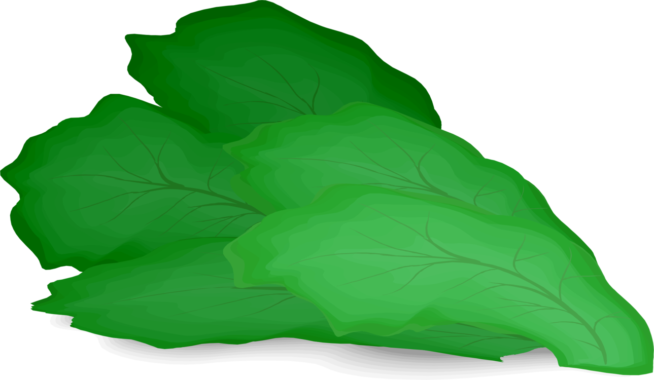Leaf,Plant,Green
