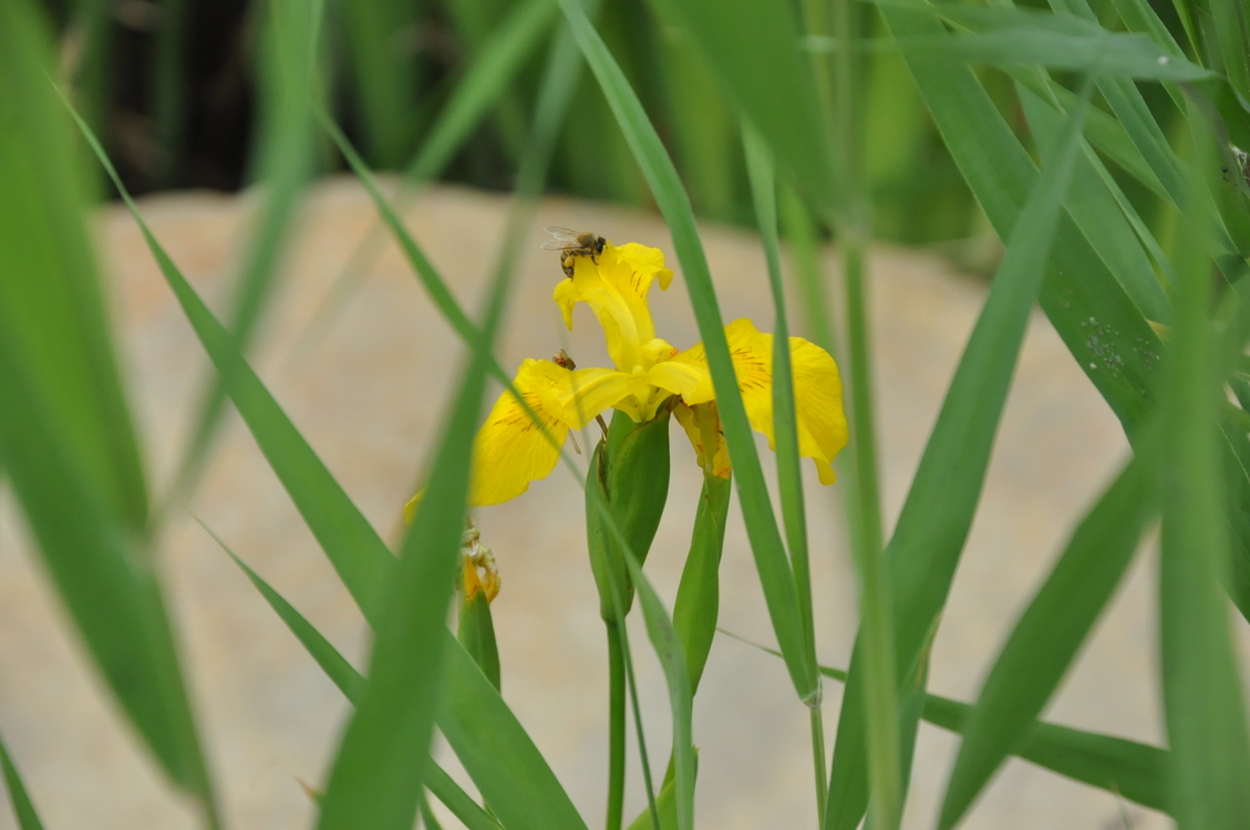 Iris,Plant,Flora