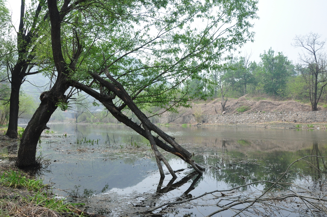 Floodplain,Swamp,Creek