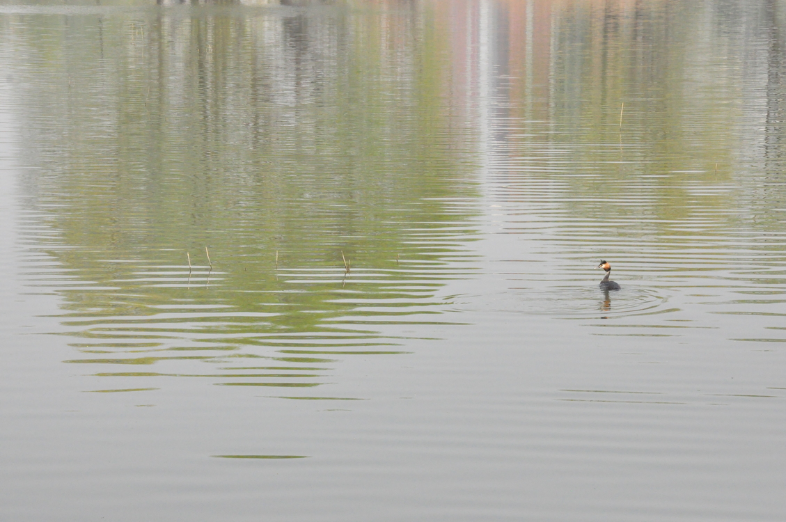 Water Bird,Reflection,Bayou