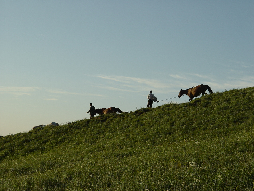 Meadow,Shrubland,Trail Riding