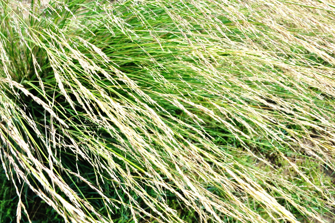 Grass Family,Teff,Commodity