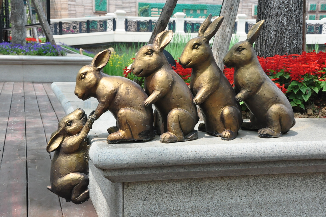 Fauna,Rabits And Hares,Rabbit