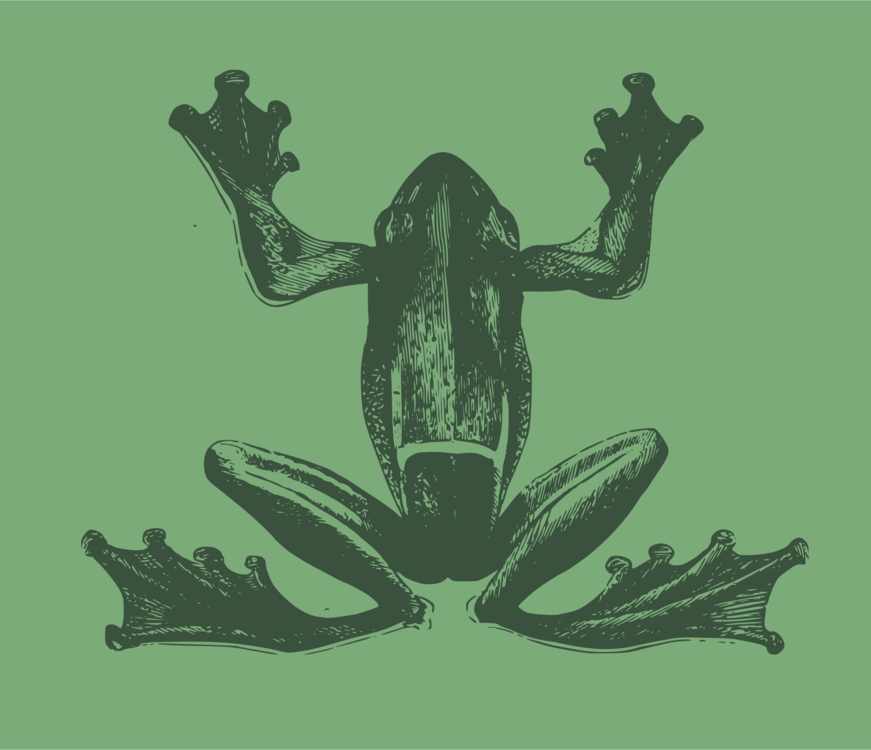 Organism,Fauna,Tree Frog