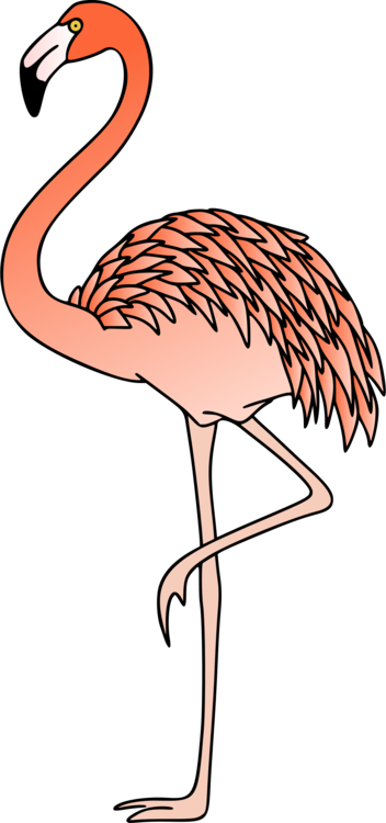 Wildlife,Flamingo,Water Bird