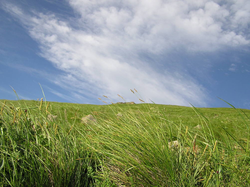 Meadow,Crop,Mount Scenery