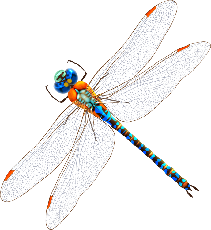 Fly,Dragonfly,Invertebrate